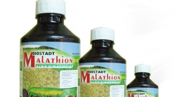 Jak a jak ošetřit rybíz před chorobami a škůdci po sklizni